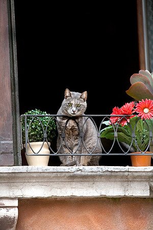 Curiosity