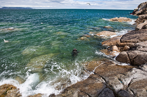 Seal near Rocks in Dalkey
