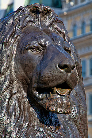 Lion Sculpture on Trafalgar Square
