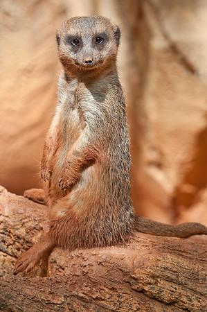 Meerkat in Chicago Zoo
