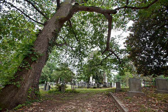 Gnarled Tree in Hollywood Cemetery Richmond Virginia