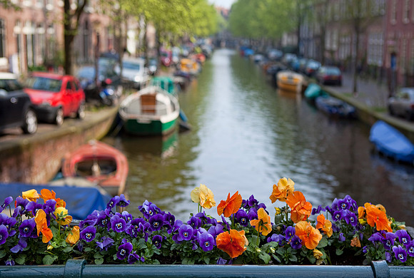 Pansies Over Canal