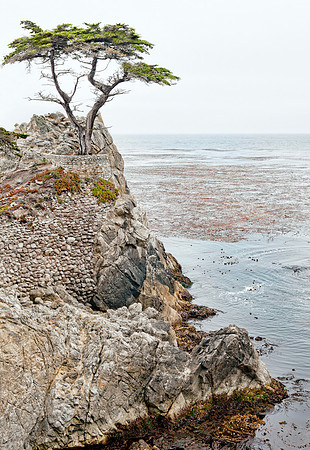 Lone Cypress in Monterey