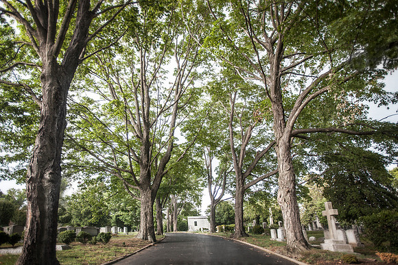 Driving Through Hollywood Cemetery