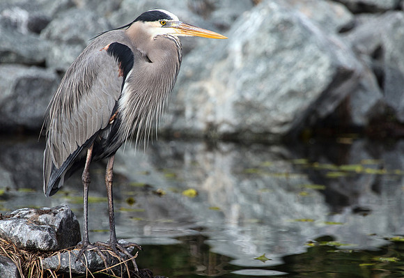 Crane