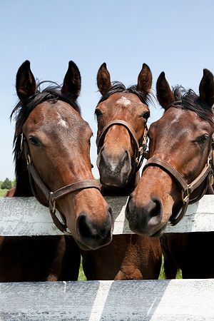 Frisky Trio