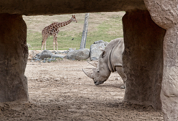 Rhinos and Giraffe San Diego Safari Park