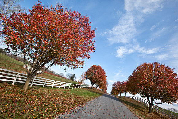 Country Road in Autumn