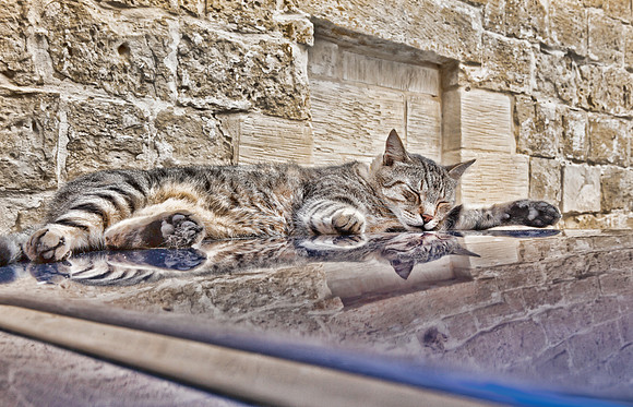 Cat in Village of Mdina