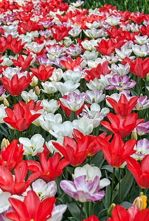 Keukenhof Gardens