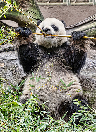 Panda Eating Bamboo