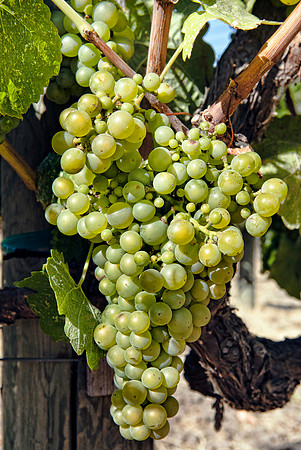 White Grapes in Napa Valley