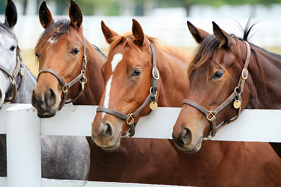 Glamour Shot of Three Thoroughbreds