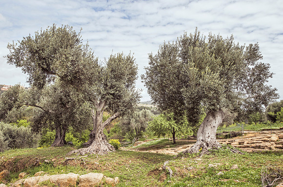 Olive Tree Grove in Countryside