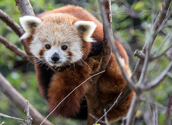 Red Panda Bear