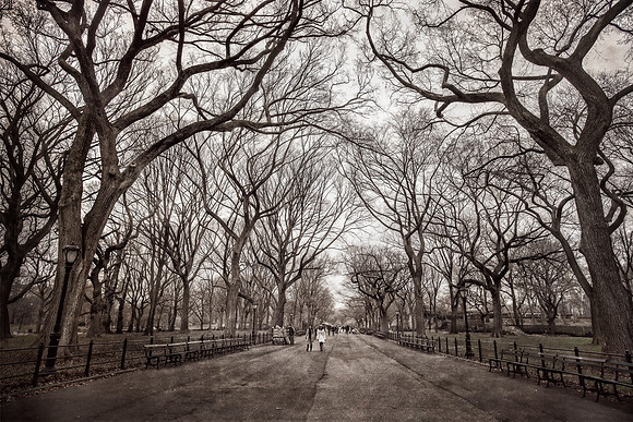 Central Park in Winter