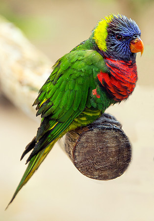 Parrot