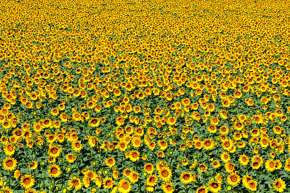 Field of Sunflowers