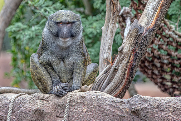 Primate in San Diego Zoo