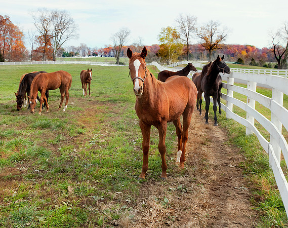 Thoroughbreds in Autumn