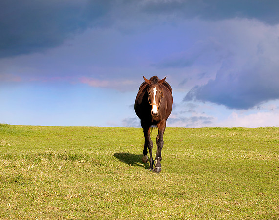 Lone Thoroughbred Horse