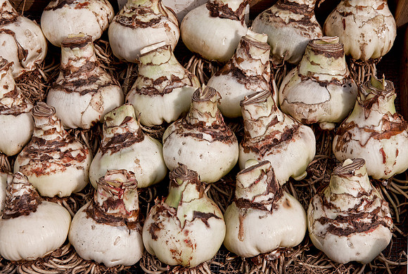 Amaryllis Bulbs