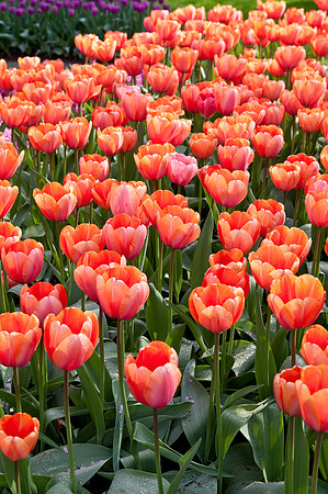 Red Hot Tulips