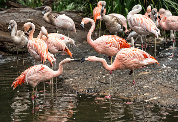 Pink Flamingos