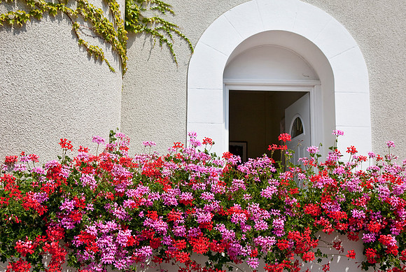 Geraniums in St. Remy