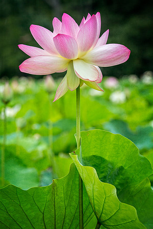 Lotus Series 10