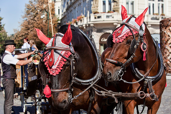 Horse Drawn Carriages in Old Town Square