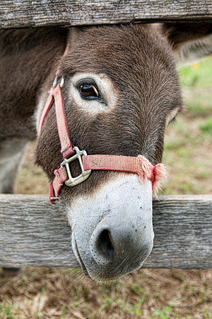 Burro