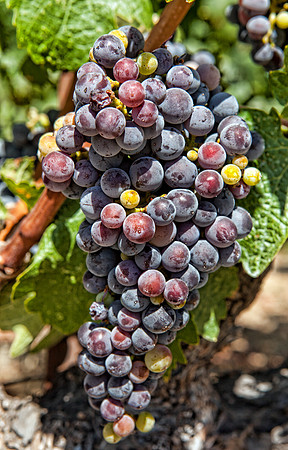 Red Grapes in Napa Valley