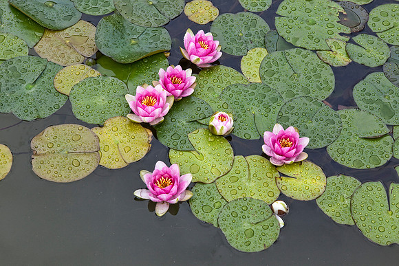 Alcazar Gardens Lily Pads in Seville