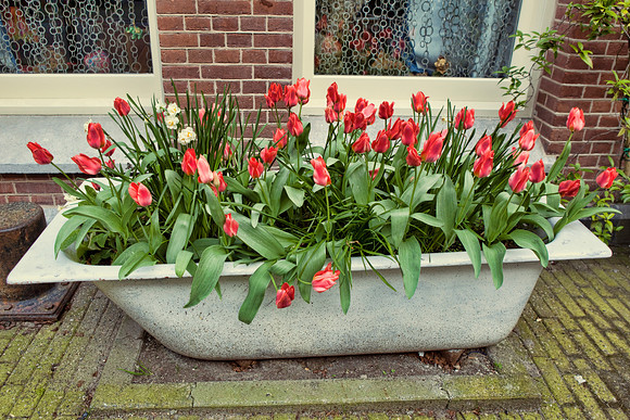 Bathtub Flower Pot