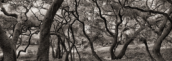 Buena Vista Park in San Francisco