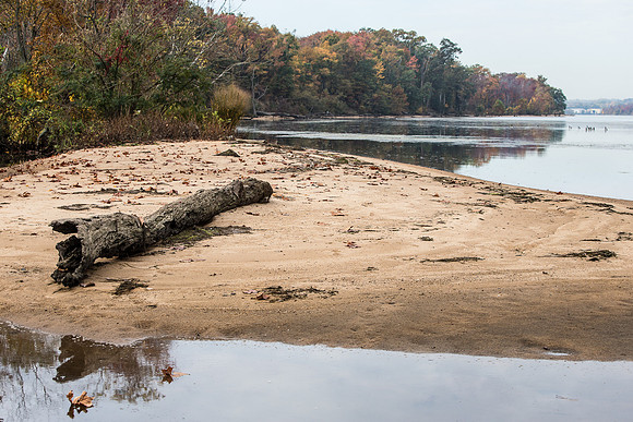 Driftwood on Mason Neck