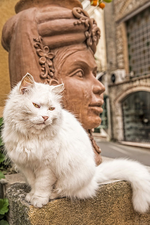 Cat in Taormina
