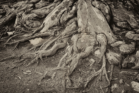Ancient Tree Roots in Alcazar Gardens