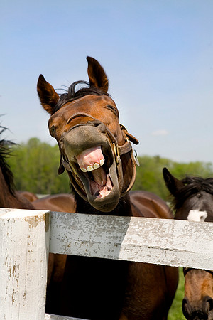 Thoroughbred Racehorse with Distorted Humor