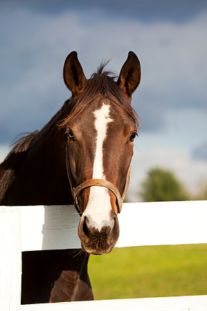 Thoroughbred Portrait