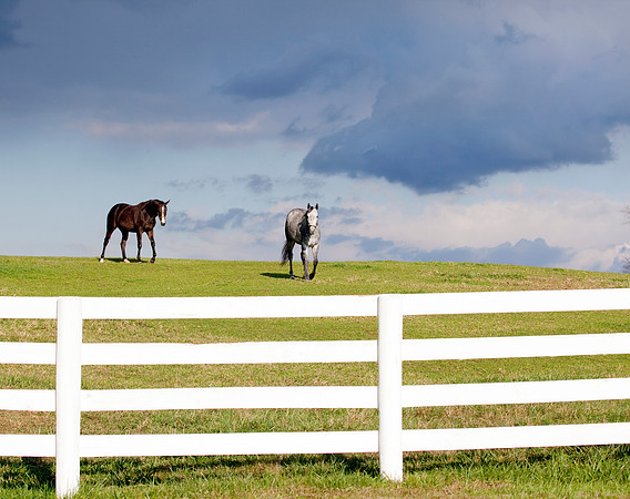 Thoroughbred Racehorses Before The Storm