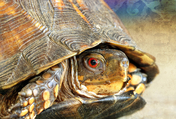 Turtle Macro