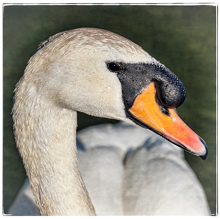 Swan Song