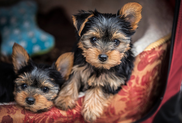 Yorkshire Pups