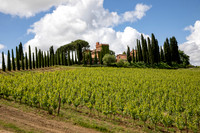 Tuscan Vineyard