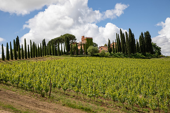 Tuscan Vineyard