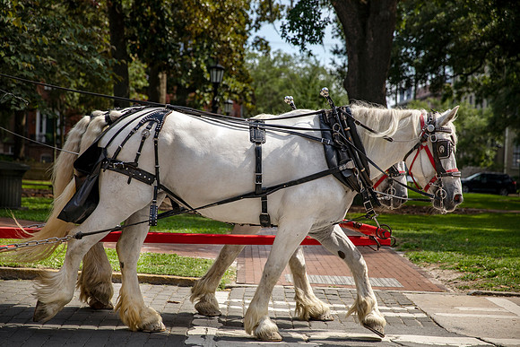 Carriage 1