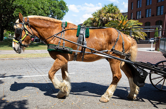 Carriage 3