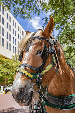 Carriage Horse Rooster